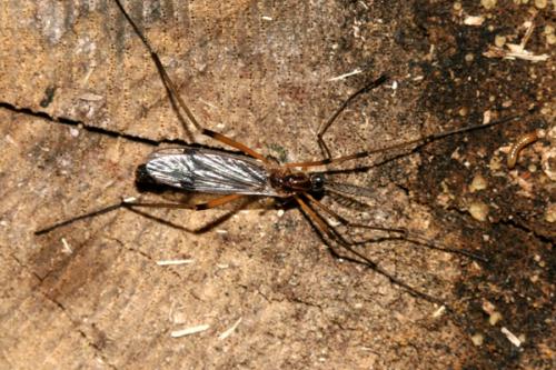 Dictenidia bimaculata