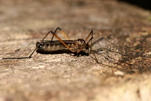 Dictenidia bimaculata
