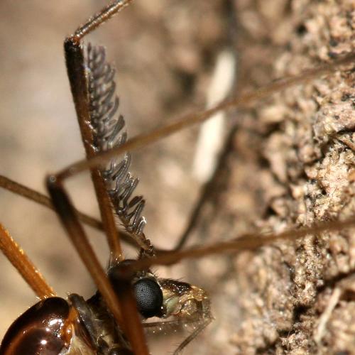 Réf. 127 060 : Dictenidia bimaculata
