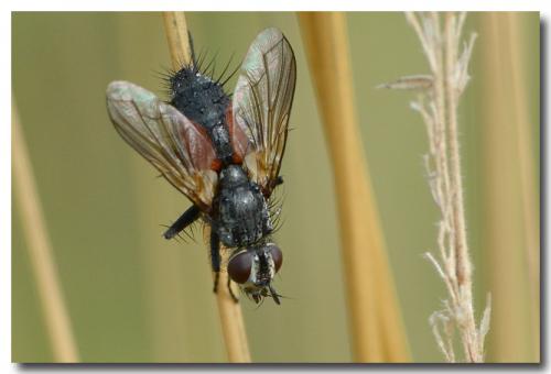 Réf. 127 518 : Eriothrix rufomaculata