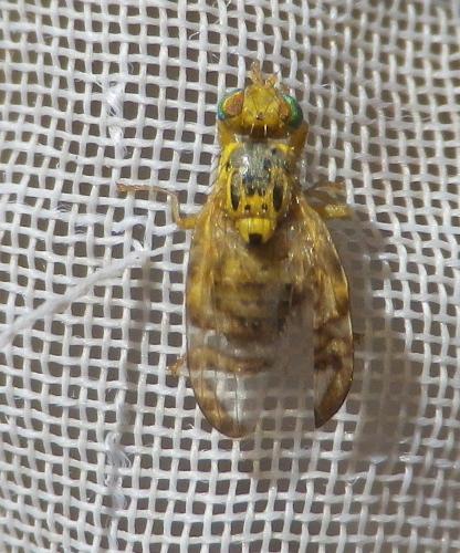 Chaetostomella sp.