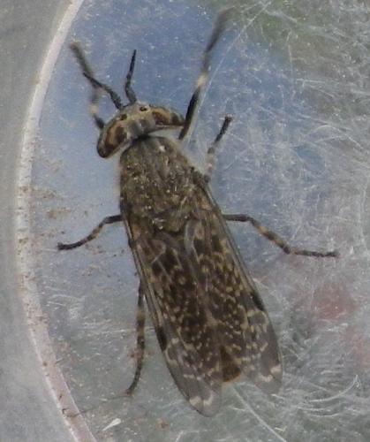 Haematopota sp.