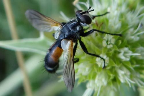 Cylindromyia sp.