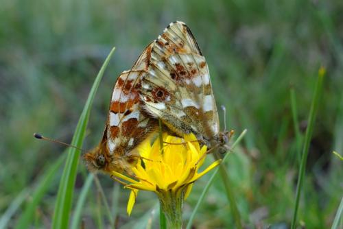 Réf. 127 513 : Boloria pales