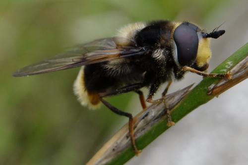 Eriozona syrphoides