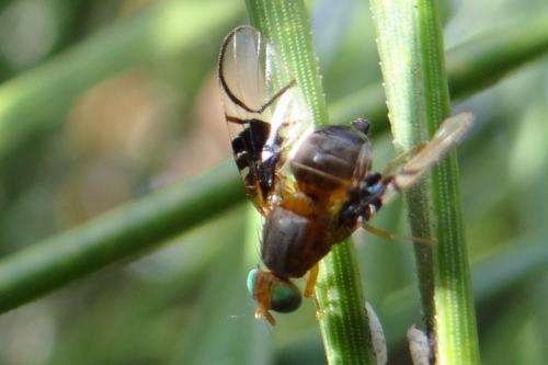 Réf. 127 447 : Anomoia purmunda
