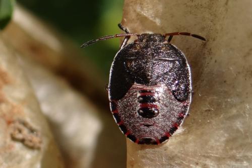 Piezodorus lituratus
