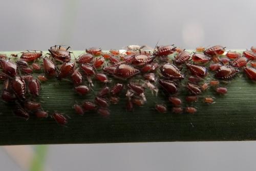 Rhopalosiphum nymphaeae