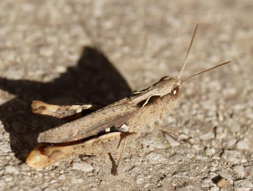 Réf. 127 700 : Chorthippus vagans vagans