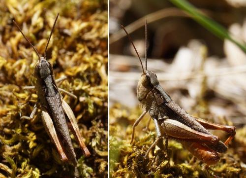 Réf. 127 420 : Chorthippus vagans vagans
