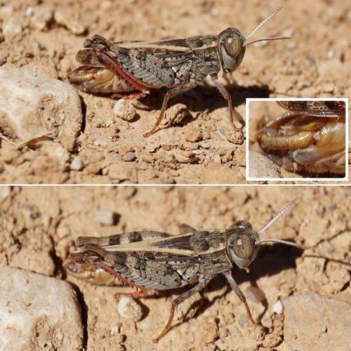 Réf. 127 423 : Calliptamus barbarus barbarus