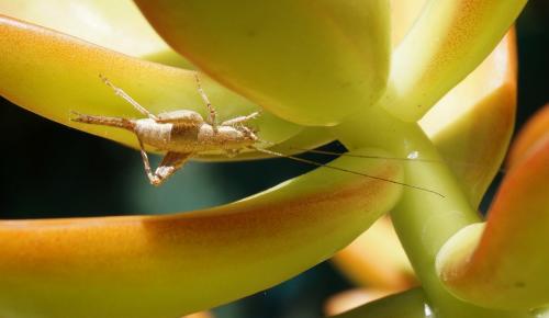 Arachnocephalus vestitus