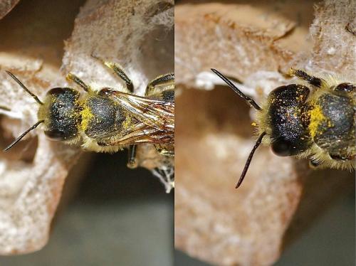 Osmia sp.