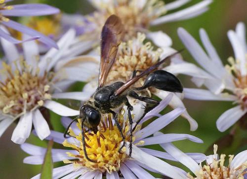 Isodontia mexicana