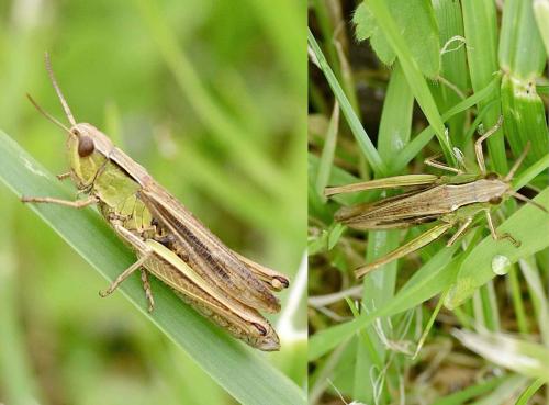 Chorthippus albomarginatus albomarginatus