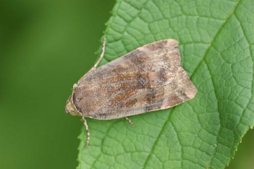 Noctua sp.