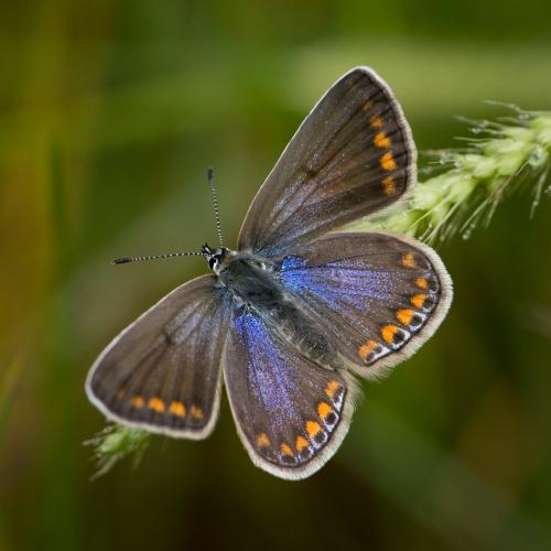 Réf. 127 233 : Polyommatus sp.