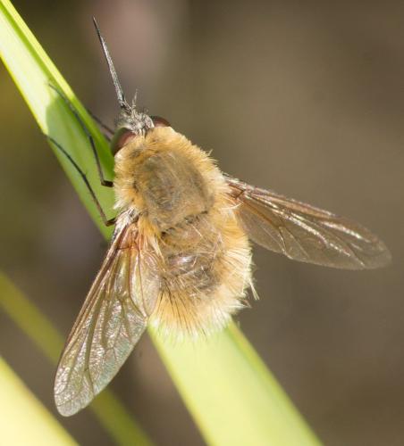 Réf. 127 394 : Systoechus sp.