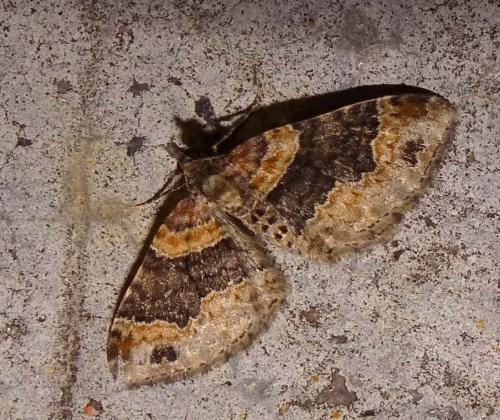 Réf. 127 072 : Xanthorhoe ferrugata