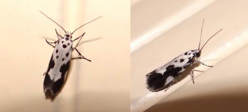 Réf. 127 814 : Ethmia quadrillella
