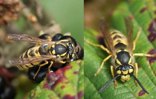 Vespula germanica