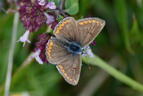 Réf. 127 928 : Aricia agestis