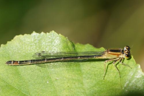 Ischnura elegans
