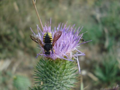 Anthidium sp.