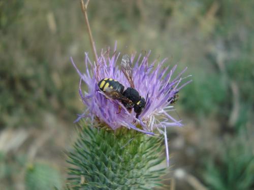 Anthidium sp.
