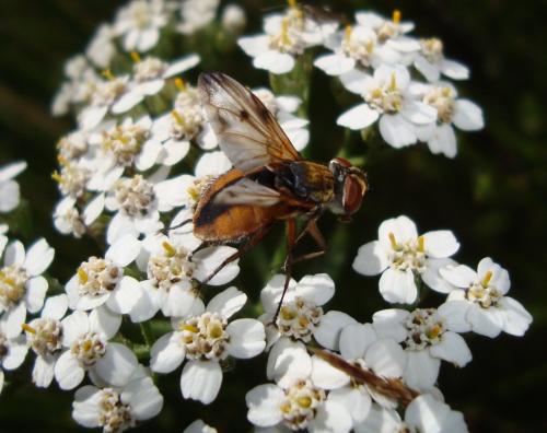 Ectophasia crassipennis