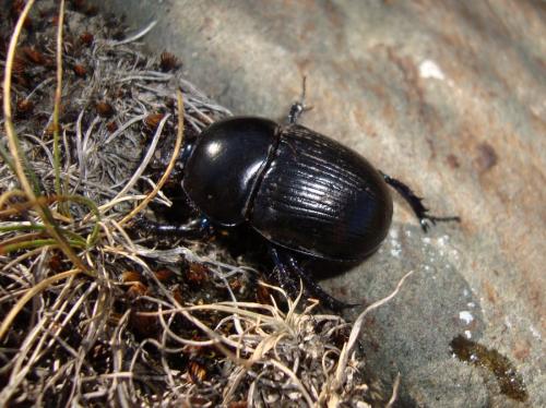 Réf. 127 176 : Geotrupes ibericus