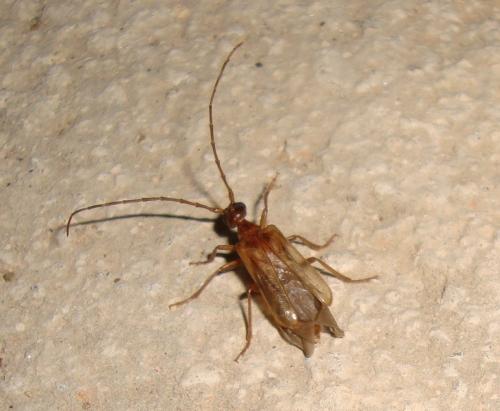 Vesperus joanivivesi