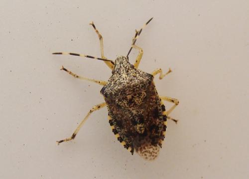 Rhaphigaster nebulosa