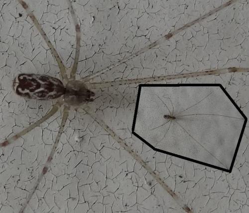 Holocnemus pluchei