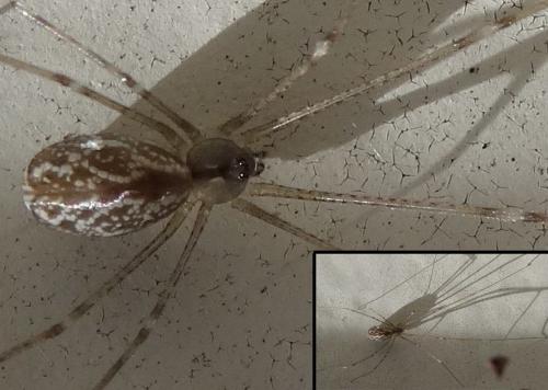 Holocnemus pluchei