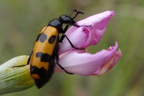 Réf. 127 290 : Mylabris connata