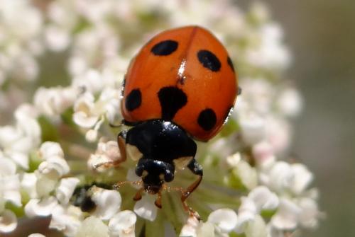 Réf. 127 091 : Ceratomegilla undecimnotata