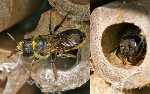 Osmia sp.