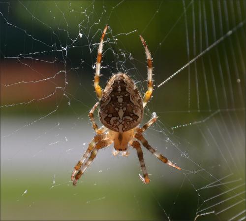 Araneus diadematus