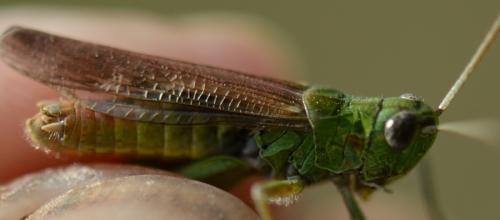 Chorthippus sp.