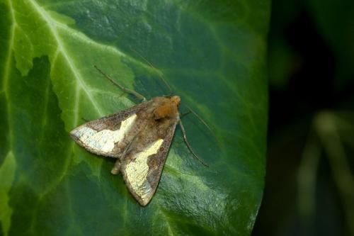 Réf. 127 228 : Thysanoplusia orichalcea