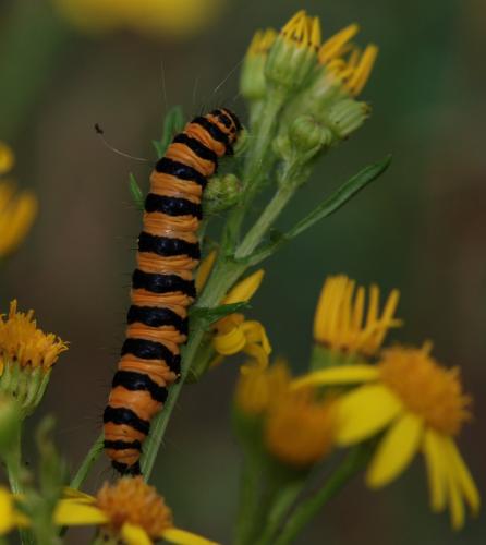 Tyria jacobaeae
