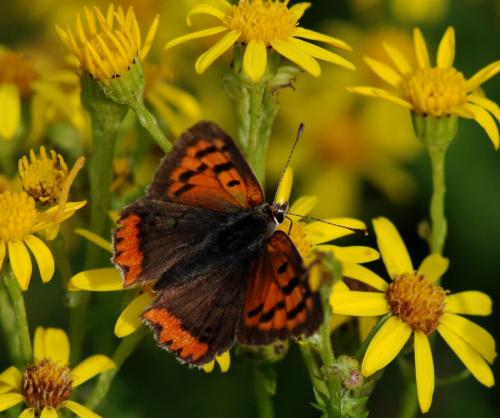 Lycaena phlaeas