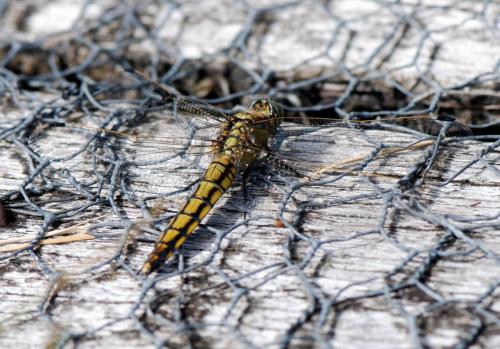 Orthetrum cancellatum