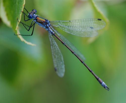 Lestes sponsa