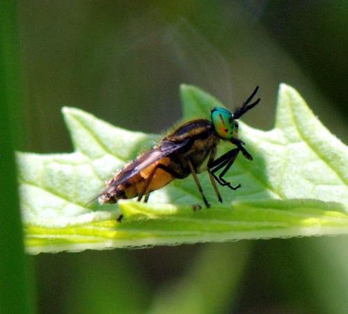 Chrysops sp.