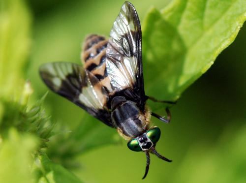 Chrysops sp.