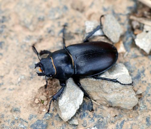 Réf. 127 732 : Lucanus cervus