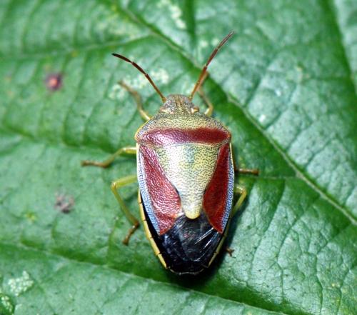 Piezodorus lituratus
