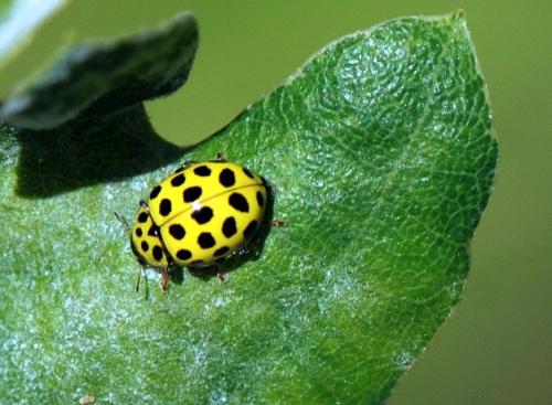 Réf. 127 763 : Psyllobora vigintiduopunctata